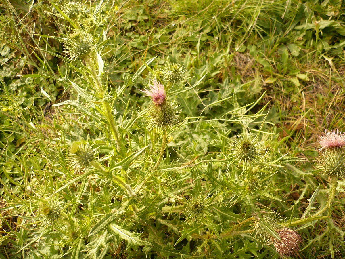 Cirsium vulgare subsp. vulgare (Asteraceae)